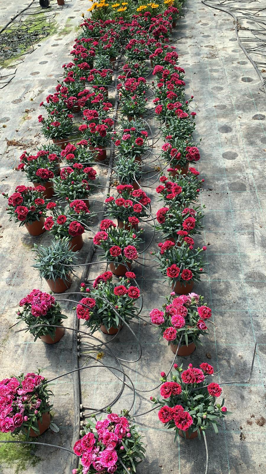Dianthus / Carnations