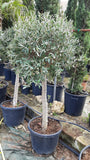 Olive Tree Height 180cm