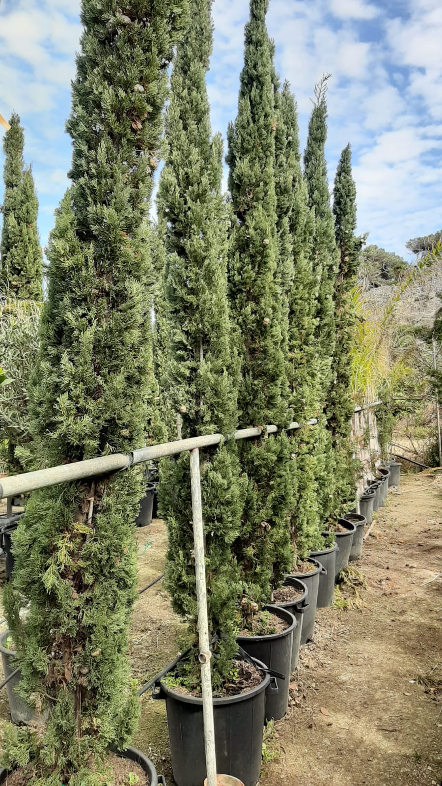 Cupressus verticalis stricta (Conifer trees) Height 250cm