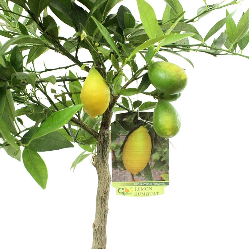 Lemon Kumquat Tree Pot size 20cm