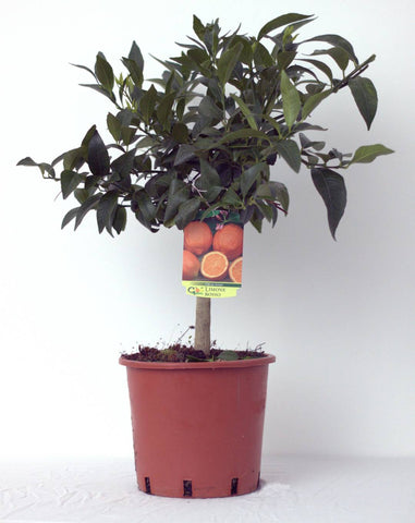 Red Lemon (Limone Rosso) Tree Pot size 20cm
