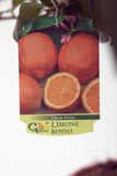 Red Lemon (Limone Rosso) Tree Pot size 20cm