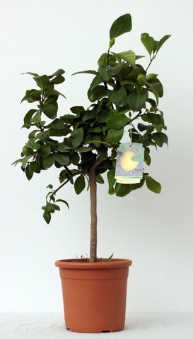 Lemon (Limone) Tree Pot size 20cm