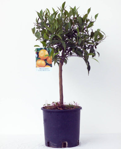 Mandarine (Mandarino) Tree Pot size 20cm