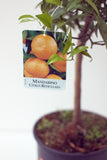Mandarine (Mandarino) Tree Pot size 20cm