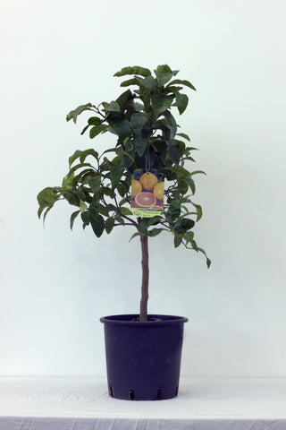 Grapefruit (Pompelmo Rosa) Tree Pot size 20cm