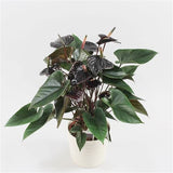 Anthurium Black Beauty Height 55cm