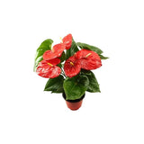 Anthurium Aloha Red Height 50cm