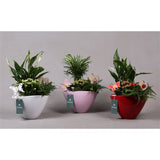 Arrangement G - plants in bowl - Height 39cm