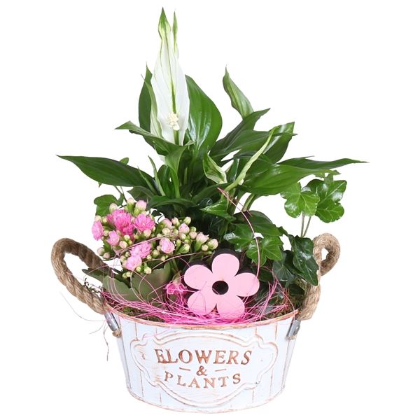 Arrangement B - Indoor Plants Special Height 30cm – Xerri's Garden Centre