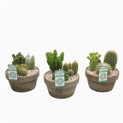 Arrangements Cactus Height 22cm