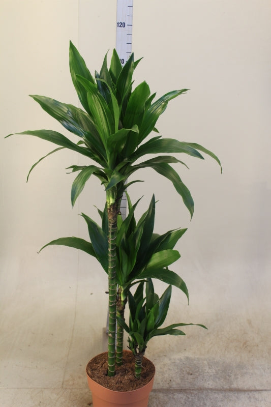 dracaena janet craig height Dracaena fr.janet craig Height 100cm – Xerri's Garden Centre