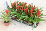 Guzmania rostara Height 35cm