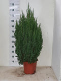 Juniperus Stricta Height 110cm