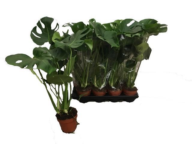 monstera deliciosa height Monstera Deliciosa Height 50cm – Xerri's Garden Centre
