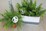 Nephrolepis Green Lady - Height 35cm