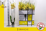 Orchid Yellow - Height 80cm