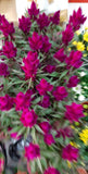 Celosia Pink
