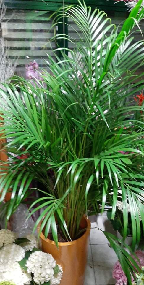 areca palm 100cm Areca Palm Height 100cm – Xerri's Garden Centre