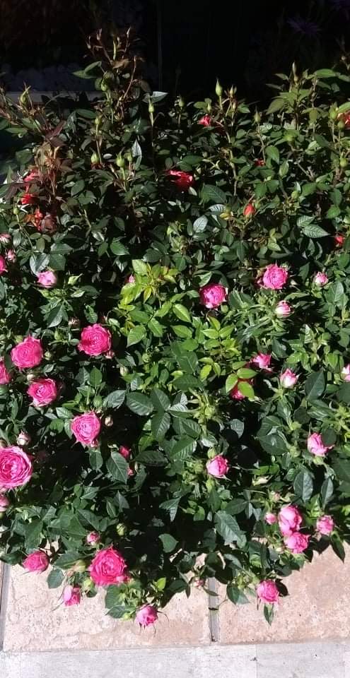 Baby Roses – Xerri's Garden Centre