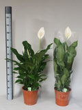 Spathiphyllum Sweet Lauretta - Height 90cm
