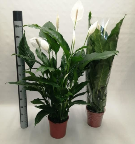 Spathiphyllum Sweet Sebastiano - Height 115cm