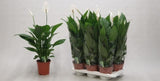 Spathiphyllum Verdi - Height 70cm