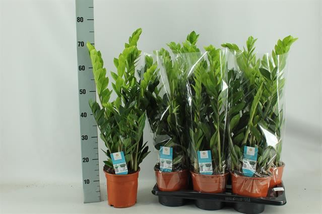 Zamioculcas Zamiifolia - Height 80cm