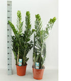Zamioculcas zamiifolia Height 110cm