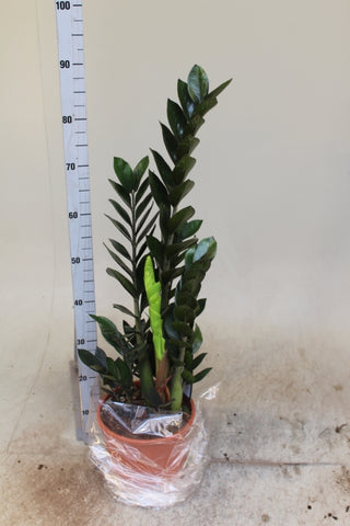Zamioculcas zamiifolia super nova Height 75cm